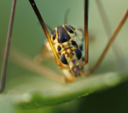 Nephrotoma flavescens